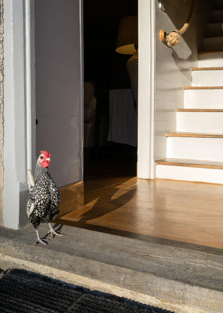 wide plank flooring