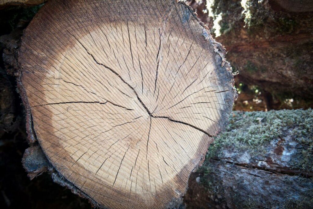 Our roots